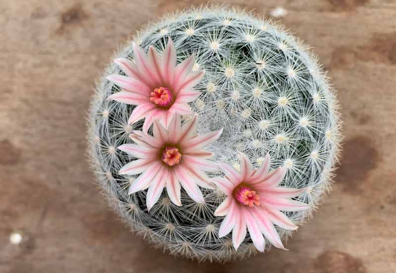 Mammillaria Benneckei, a Type of Cactus with Hook Spines There is