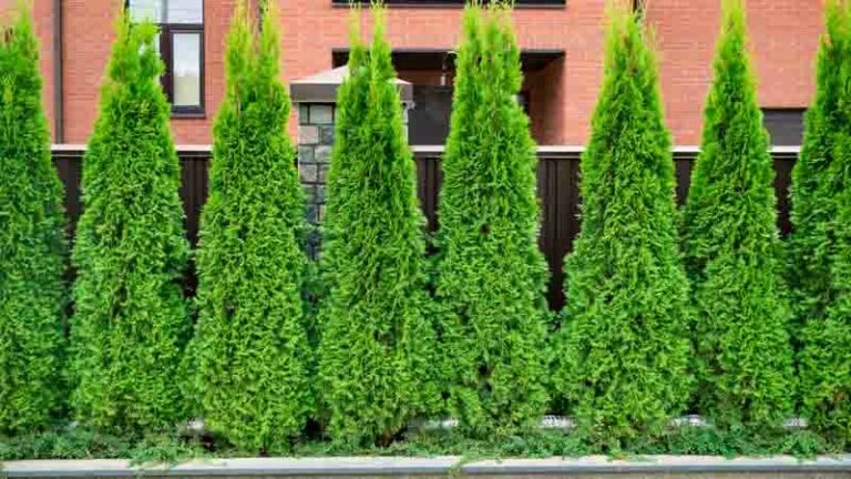 Eastern White Cedar: Embracing Nature's Elegance