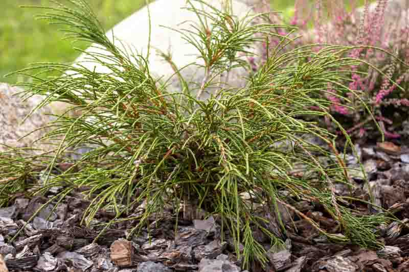 Thuja plicata 'Whipcord' (Western Arborvitae)