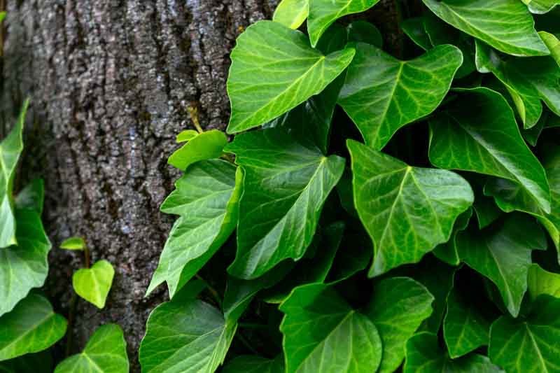 Persian Ivy (Hedera colchica): Growing, Care, and Landscaping Uses