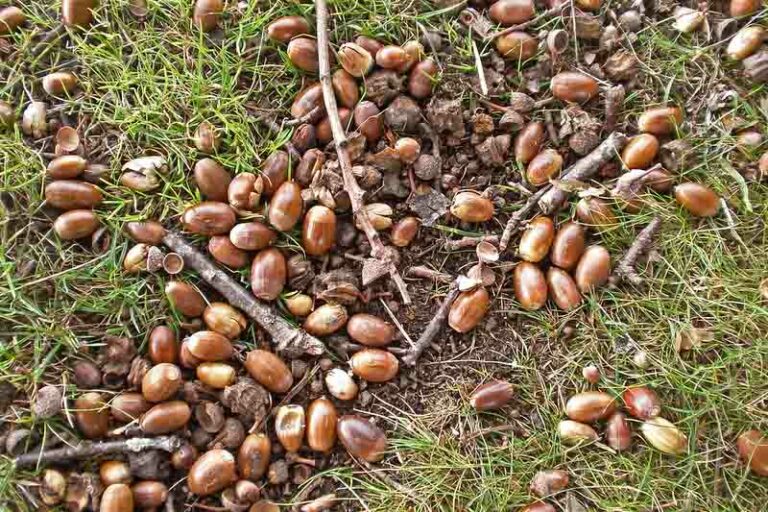 Grow Your Own Oak Tree: A Step-by-Step Guide to Planting Acorns