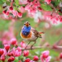 Spring Flowers, bird, apple tree,bird watching,songbird,luscinia svecica,