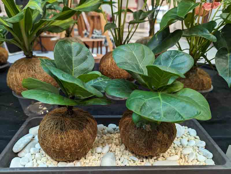 Caring For a Fiddle Leaf Fig Outdoors