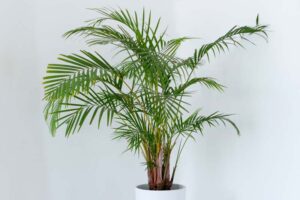 Areca Palm (Dypsis lutescens)