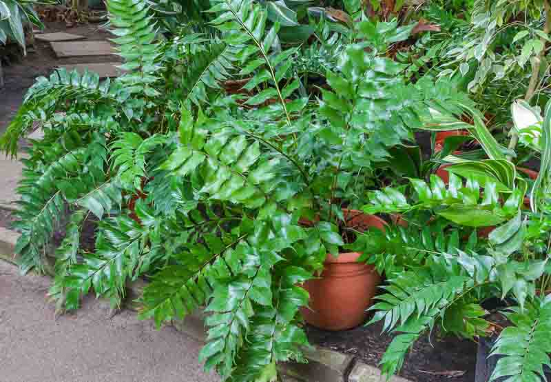 Holly Fern (Cyrtomium falcatum)