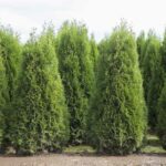 Chamaecyparis obtusa 'Nana Gracilis' (Hinoki Cypress)