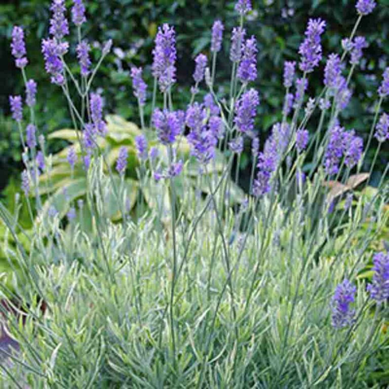 Lavandula stoechas 'Silver Anouk' (Spanish Lavender)