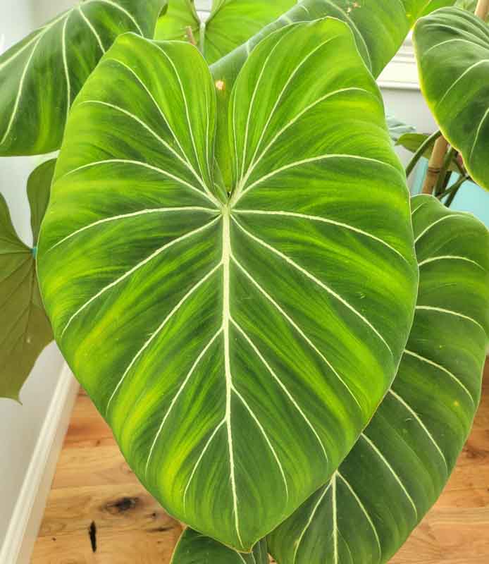 Philodendron gloriosum (Glorious Philodendron) - Plant Care 101