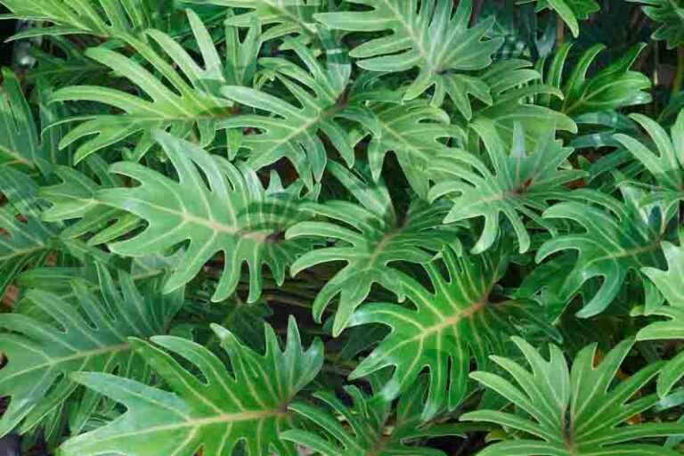 Philodendron xanadu (Thaumatophyllum xanadu) - Plant Care 101