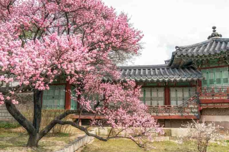 Prunus mume (Plum Blossom): All You Need To Know