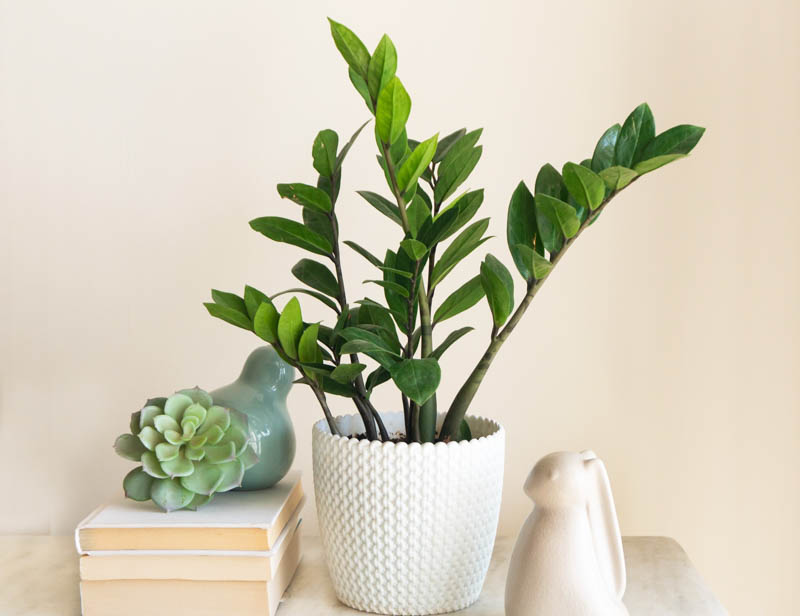 ZZ Plant Guide: Easy Grow & Care Tips for Healthy Foliage