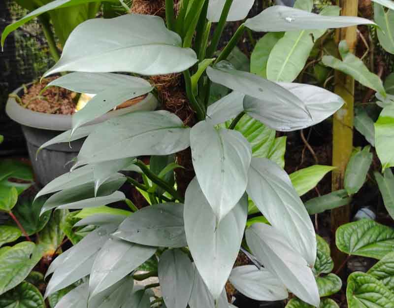 Extra Large online Silver Sword Philodendron