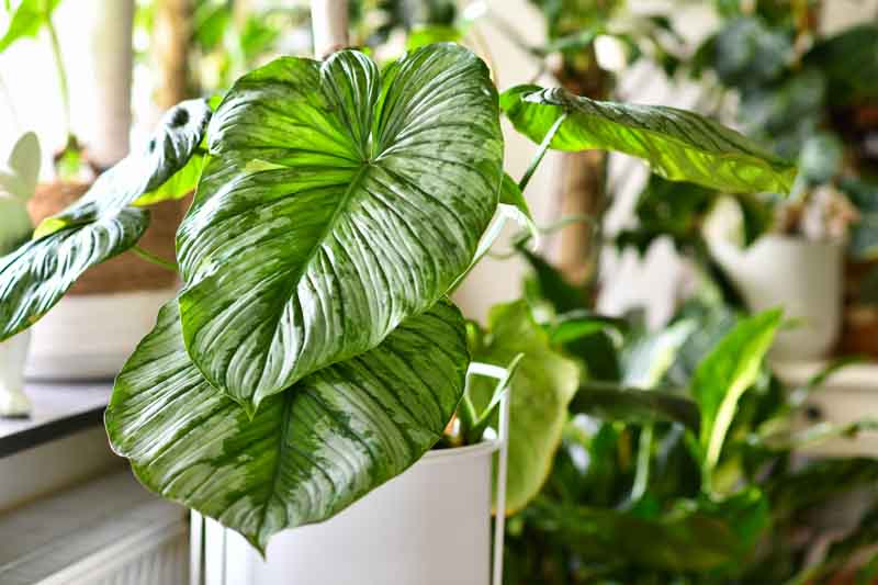 Indoor Tropical Plant Philodendron Mamei store Silver