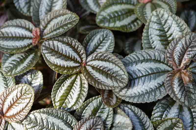 Silver Tree Pilea (Pilea spruceana): All You Need To Know