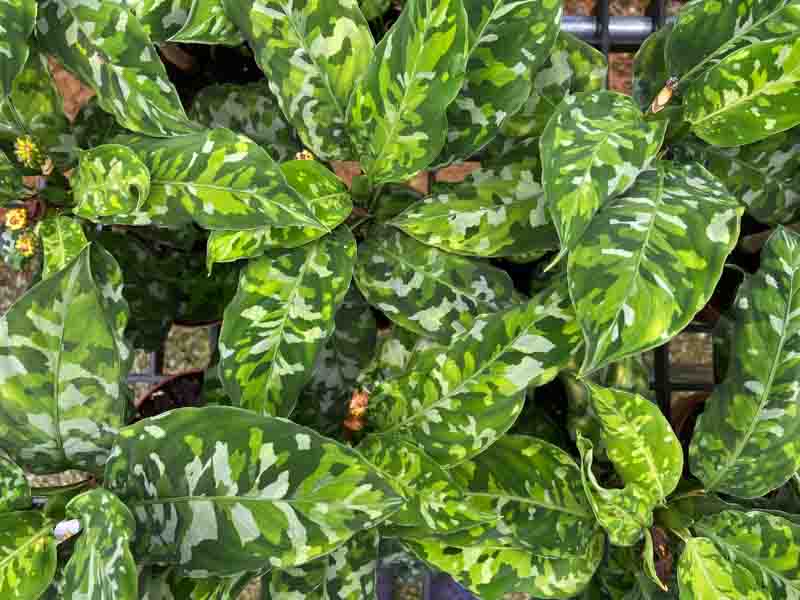 Aglaonema pictum 'Tricolor': All You Need To Know