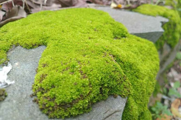 Pincushion Moss (Leucobryum glaucum): All You Need To Know