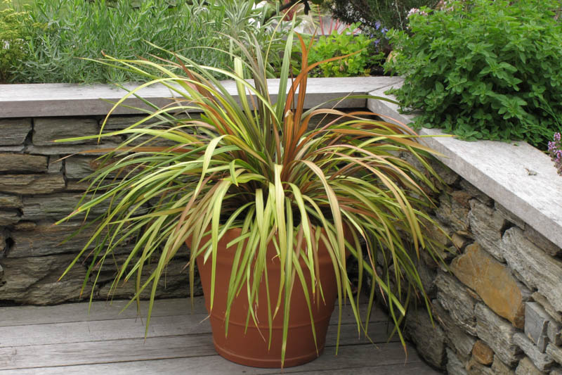 Cordyline 'Cha Cha' (Cabbage Palm): All You Need To Know