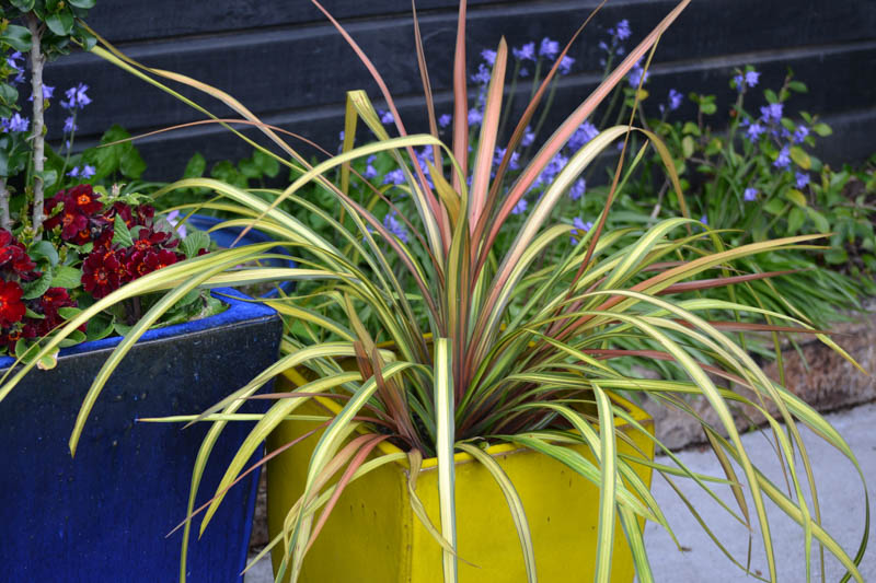 Cordyline 'Cha Cha' (Cabbage Palm): All You Need To Know