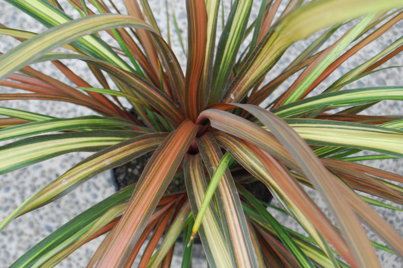 Cordyline 'Cha Cha' (Cabbage Palm): All You Need To Know