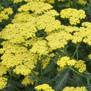 Achillea 'Summerwine' (Yarrow)