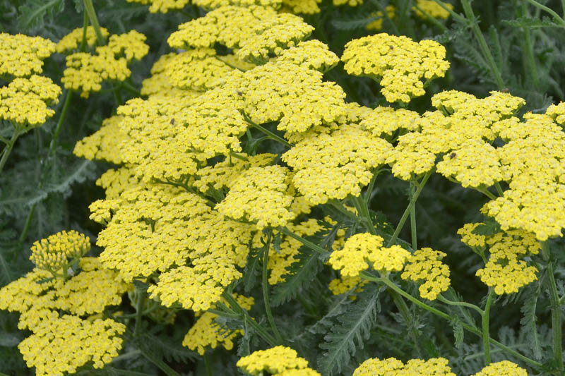 Achillea millefolium 'Sassy Summer Lemon' (Yarrow)