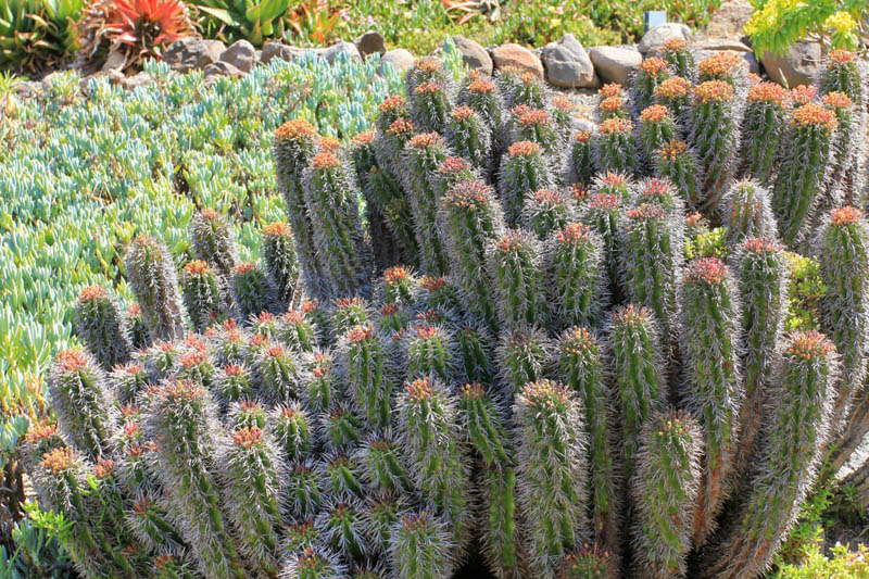 Euphorbia horrida (African Milk Barrel): All You Need to Know