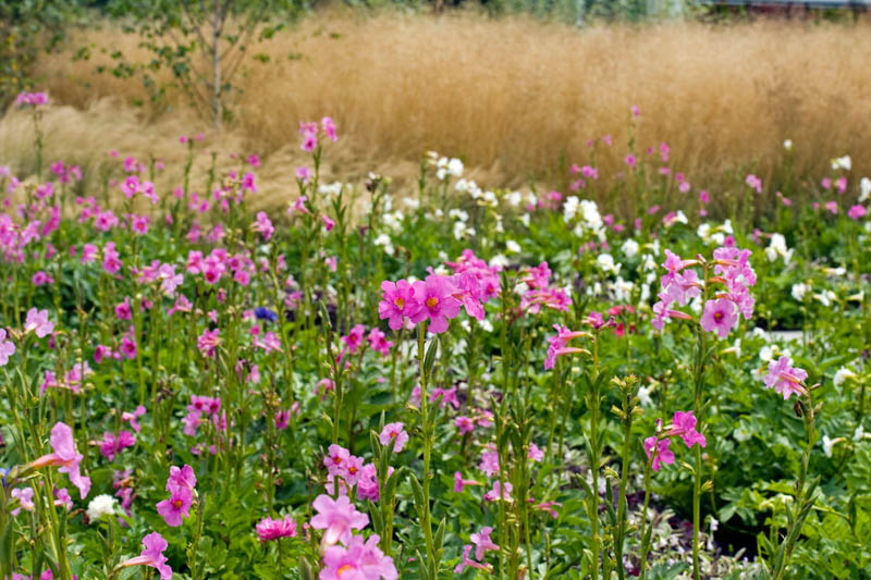 Incarvillea delavayi (Hardy Gloxinia): All You Need to Know