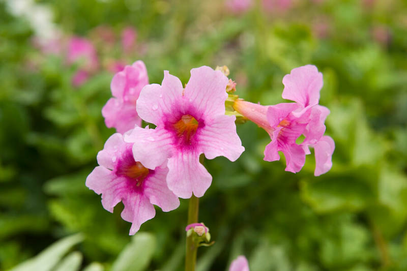 Incarvillea delavayi (Hardy Gloxinia): All You Need to Know