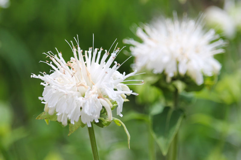 Monarda clinopodia (White Bergamot): All You Need to Know