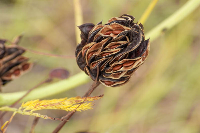 Desmanthus illinoensis (Illinois Bundleflower): What to Know