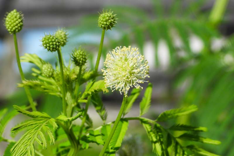 Desmanthus illinoensis (Illinois Bundleflower): What to Know