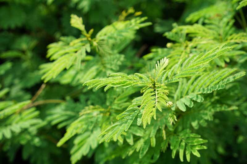 Desmanthus illinoensis (Illinois Bundleflower): What to Know