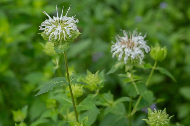 Monarda clinopodia (White Bergamot): All You Need to Know