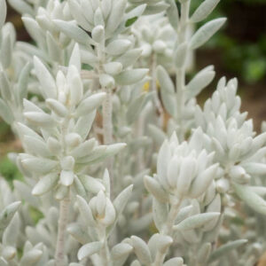 Jacobaea maritima (Dusty Miller)