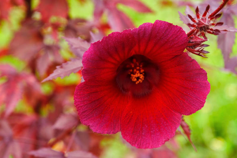 Cranberry Hibiscus (Hibiscus acetosella): All You Need To Know