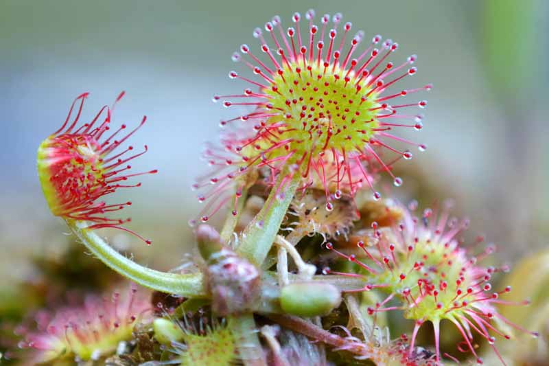 Drosera rotundifolia (Roundleaf Sundew): All You Need To Know