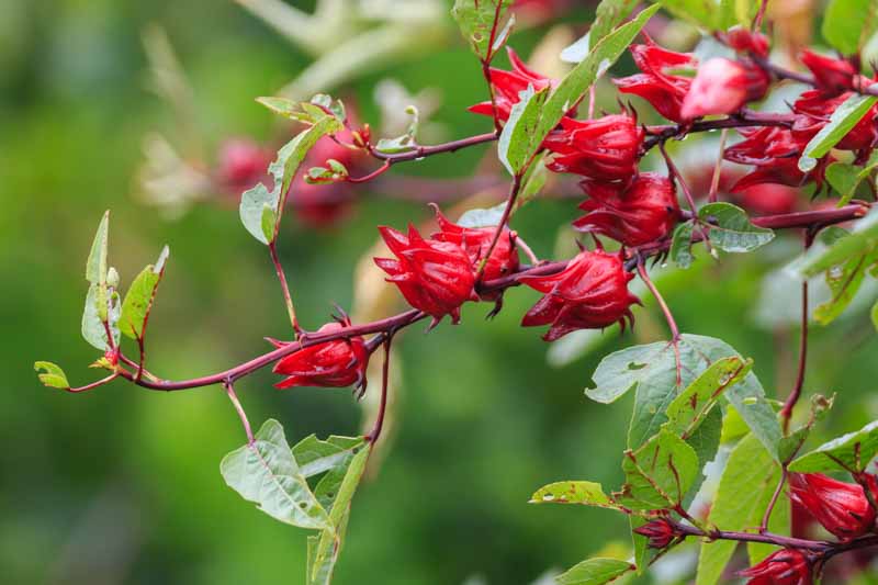 Roselle Hibiscus Sabdariffa All You Need To Know 4116