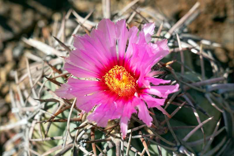 Echinocactus horizonthalonius (Turk’s Head Cactus): Key Facts