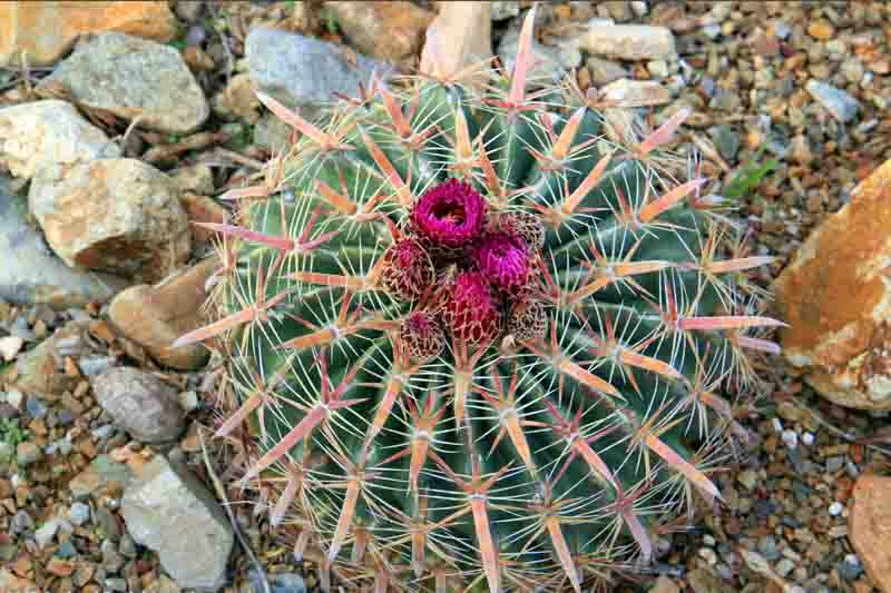 Devil's Tongue Cactus (Ferocactus latispinus): All You Should Know