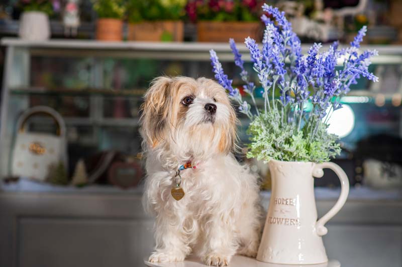 Is Lavender Safe for Dogs?