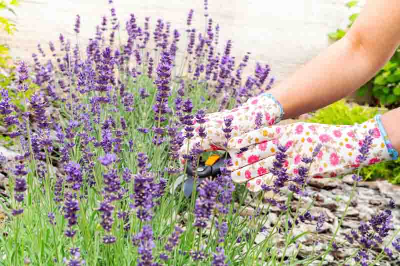 How to Propagate Lavender: Step-by-Step Methods for Success