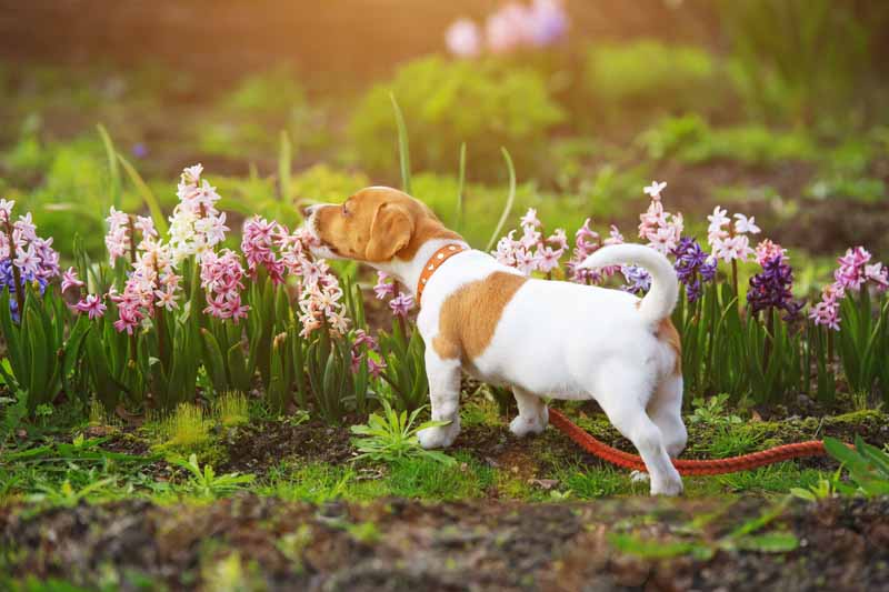 Tulip fashion bulbs dogs