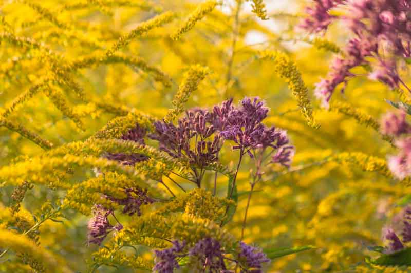 50 Fall Wildflowers Add Lasting Color to Your Garden