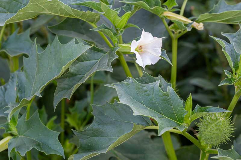 Jimsonweed (Datura stramonium): Beautiful but Poisonous