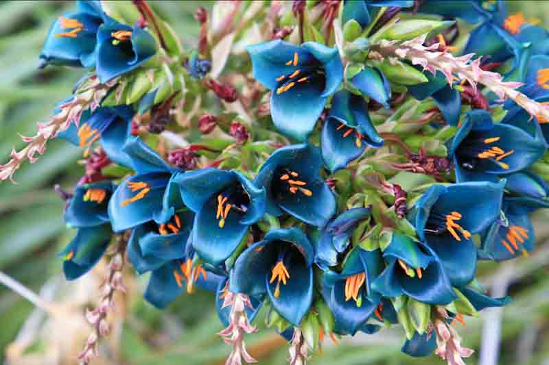 Sapphire Tower (Puya alpestris): All You Need To Know