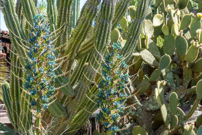 Sapphire Tower (Puya alpestris): All You Need To Know